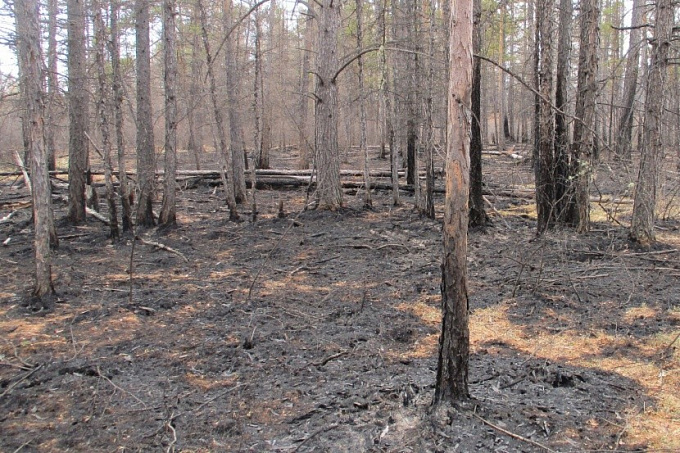 Ущерб лесам Бурятии от поджигателей оценили в 53 млн рублей