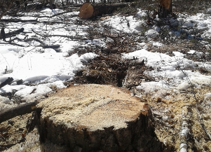 «Черные лесорубы» спилили лес возле Байкала на 300 тысяч