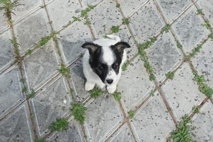 В Бурятии брошенный щенок нашел семью и переехал в Москву (ФОТО)