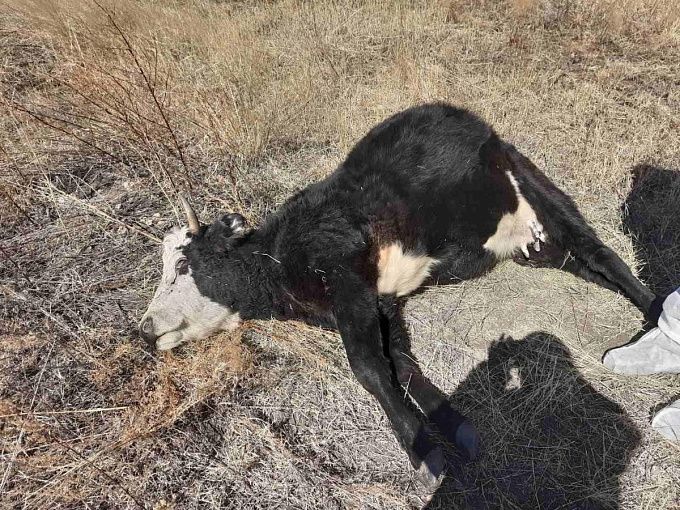 Ветеринары назвали возможную причину падежа скота в районе Бурятии