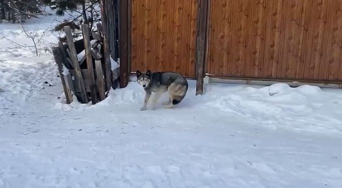 Профбеседы, прививки и отлов: в Улан-Удэ прошли «собачьи» рейды