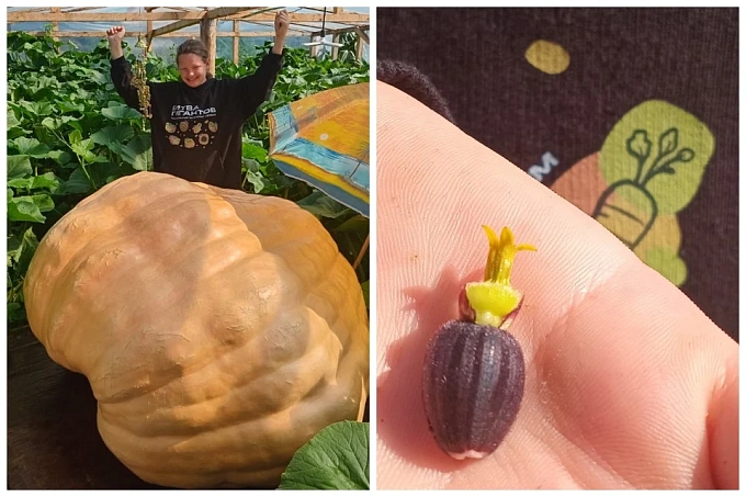 «Пьет 600 литров воды в сутки»: тыкву-гиганта вырастил школьник из Ангарска