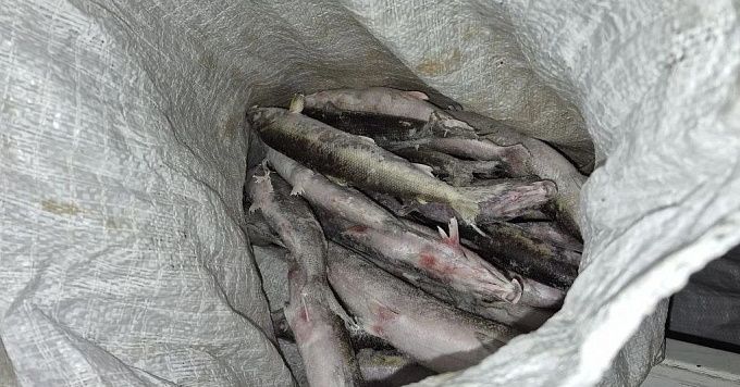 «Нашли в лесу и везли в полицию». В Бурятии поймали мужчин с тремя мешками омуля