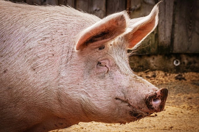 В Забайкалье уничтожили более тысячи свиней