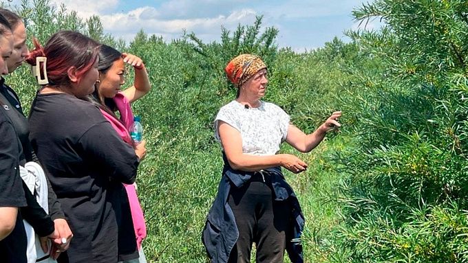 В селе Бурятии возрождают облепиховое производство
