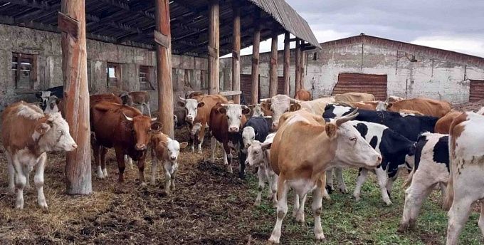 В Бурятии животноводческое предприятие разводило коров с нарушениями