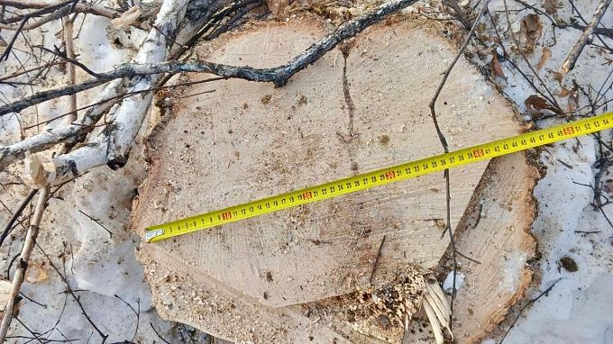 «Черного» лесоруба поймали по горячим следам в районе Бурятии