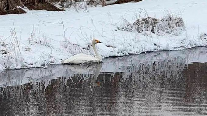 Операцию по спасению раненого лебедя развернули на озере в Бурятии