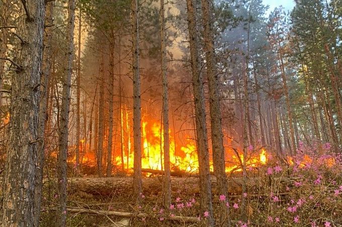 В районе Бурятии действует лесной пожар на площади 300 гектаров