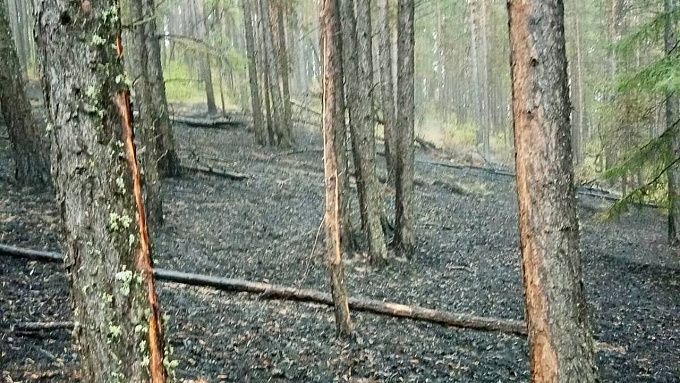 В Бурятии резко снизилось число лесных пожаров