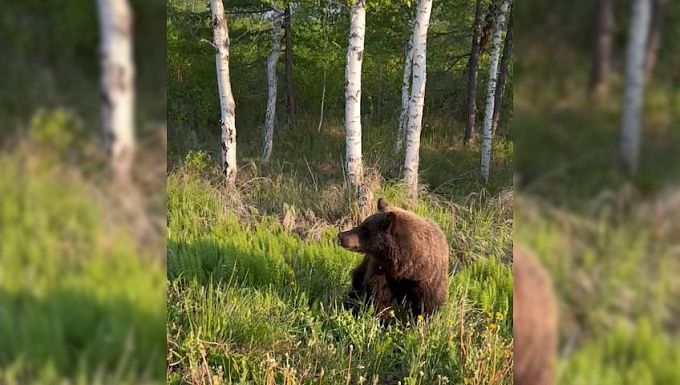 Медведица утащила поросёнка на севере Бурятии