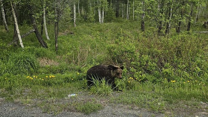 Социально-активного медведя заметили в Бурятии