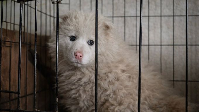 Вмерзшую в лед собаку спасли в Улан-Удэ