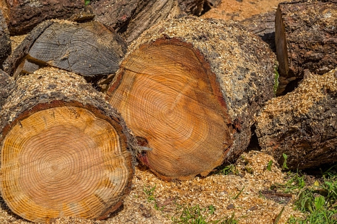 В Бурятии по вине лесника вырубили лес на 1 млн рублей