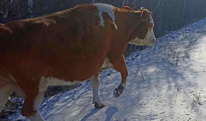 В Бурятии женщина с ребенком едва не попали в аварию из-за коров на льду