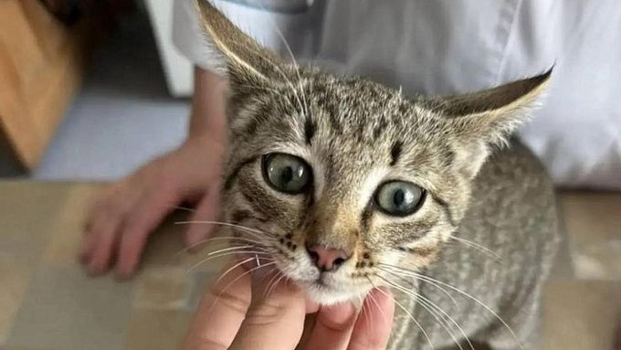 Котенок отравился мухомором в Иркутской области