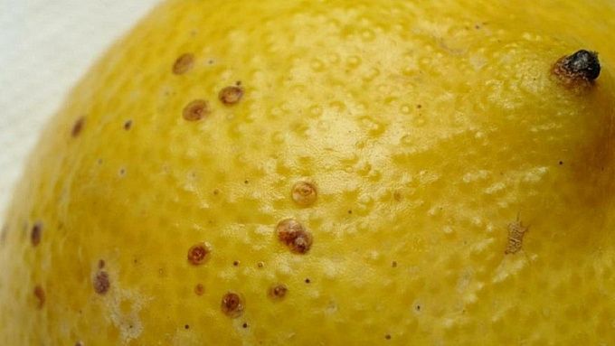 В Бурятии на импортных овощах и фруктах нашли опасные вирусы и вредителей
