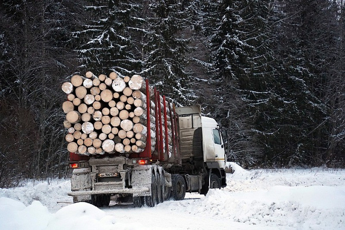 В Бурятии накажут подставного директора фирм по экспорту леса