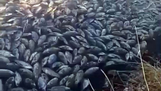 В Бурятии назвали предварительную причину массовой гибели рыбы в озере