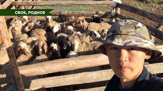 Овчинка выделки стоит. Молодой чабан развивает овцеводство в районе Бурятии
