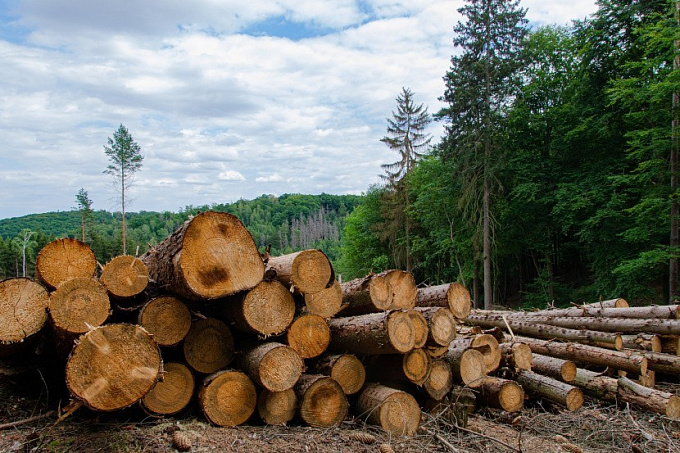 В Бурятии бизнесмен пойдет под суд за многомиллионную контрабанду леса