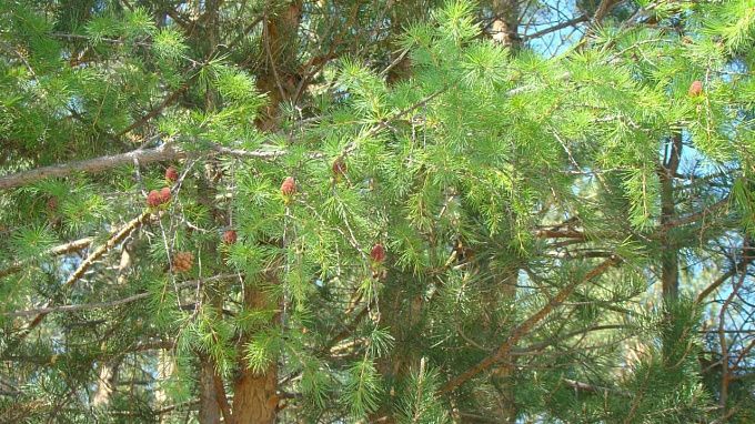 Ученые нашли новые виды растений на Байкале