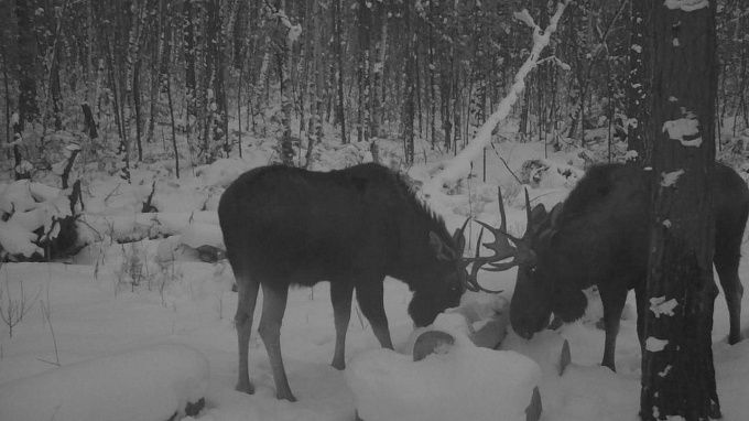 Два лося устроили жестокие разборки в нацпарке Бурятии. ФОТО