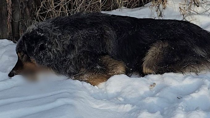 В Бурятии нашли собаку, напавшую на ребёнка