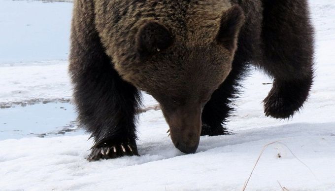 На Байкале встретили очередного медведя