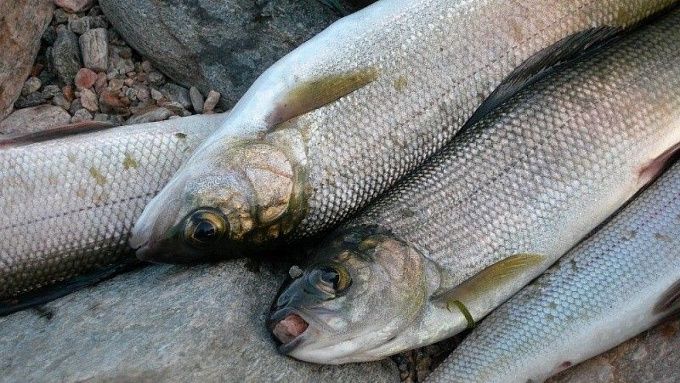 На трассе в Бурятии перевернулась фура с рыбой