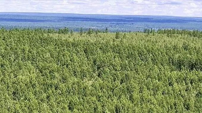 В Бурятии зарегистрировали 102 лесных пожара с начала пожароопасного сезона