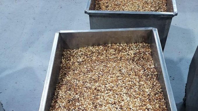 392 тонны кедрового ореха экспортировали из Бурятии в Китай