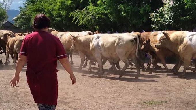 В Бурятии стадо быков едва не затоптало детей возле школы