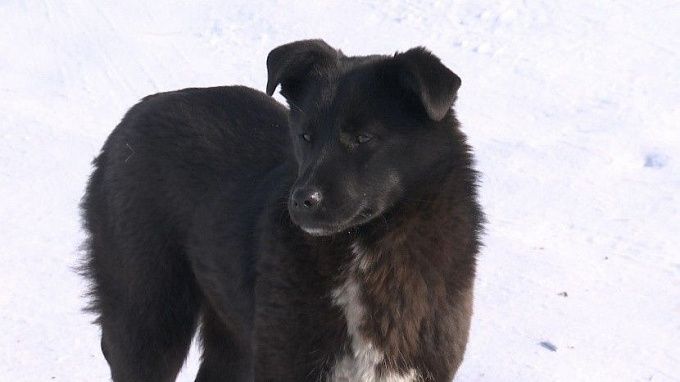 В Бурятии вводят обязательное чипирование собак после отлова