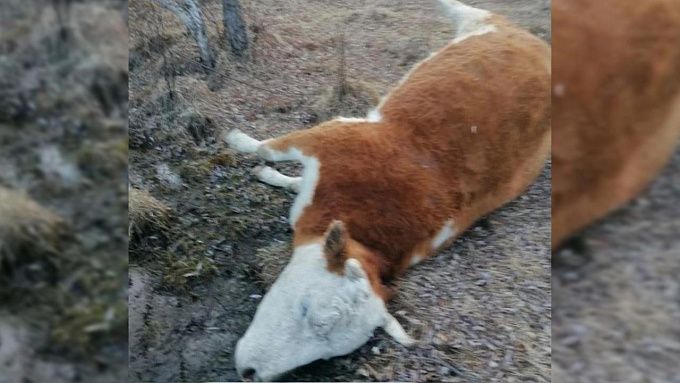 Труп коровы нашли в районе Бурятии