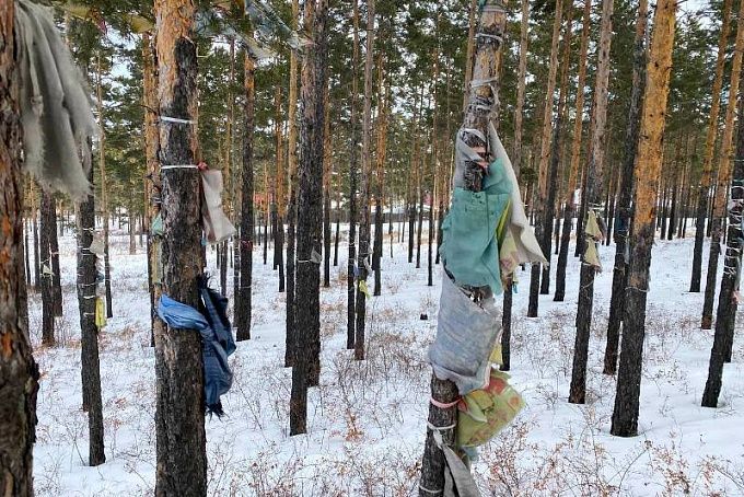 Улан-удэнцев просят не вывешивать хии морины и хадаки на деревья в лесу