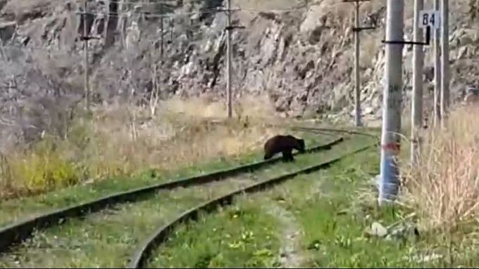 Медведь три часа держал туристов в страхе на тропе возле КБЖД