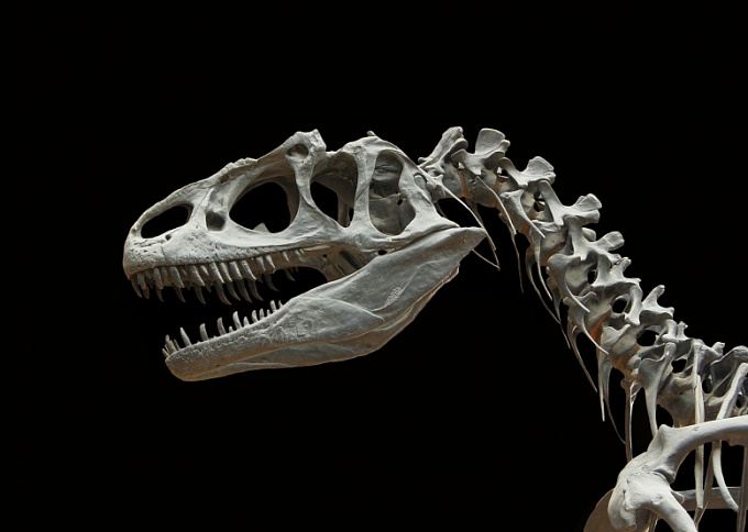 В Бурятии нашли останки динозавров и ископаемой черепахи