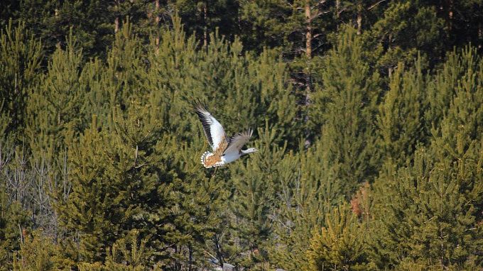 Редкая птица залетела на болота в Бурятии. ФОТО