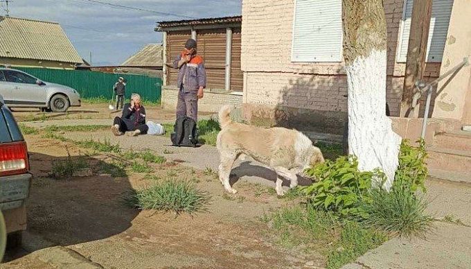 Службы по отлову собак в Улан-Удэ вновь обновили номер телефона