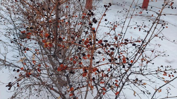 Сильный ветер и снег доставят дискомфорт жителям Бурятии