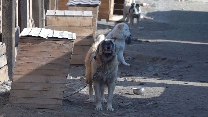 В Бурятии нерадивых владельцев собак начнут привлекать за жестокое обращение