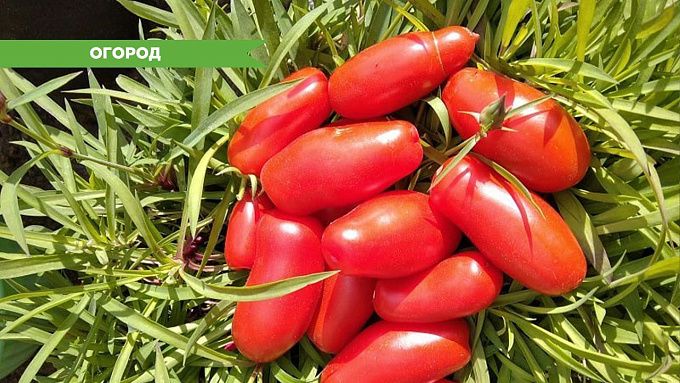 Огород на окне