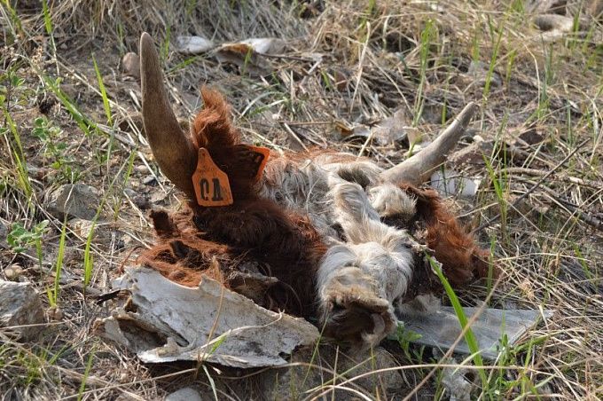 В Улан-Удэ неизвестные выбросили в овраге отрубленные головы коров 