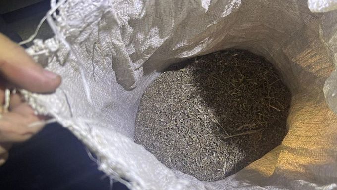 Два забайкальца собрали в Бурятии восемь килограммов наркотиков