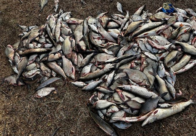 В Бурятии поймали лихого браконьера, наловившего 43 кг рыбы