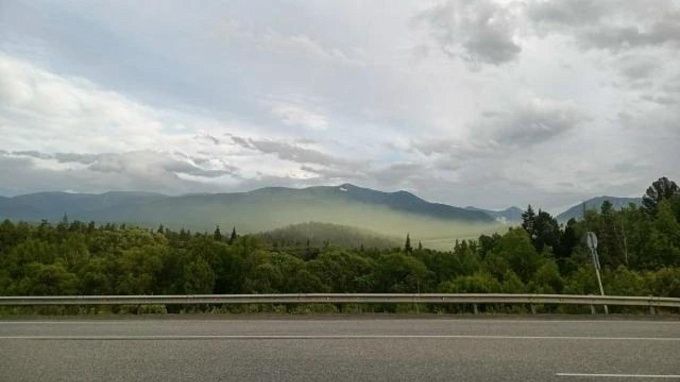 Уникальное пыление кедра засняли в заповеднике Бурятии