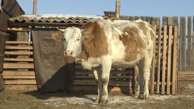 В Бурятии выясняют причину гибели скота в трех хозяйствах