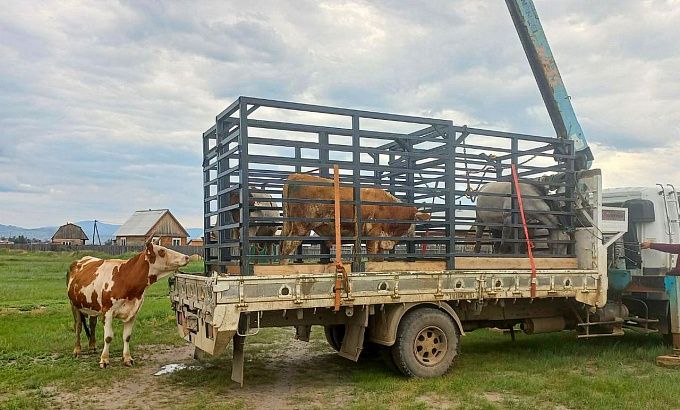 В Улан-Удэ снова отловили гулящих коров и лошадей