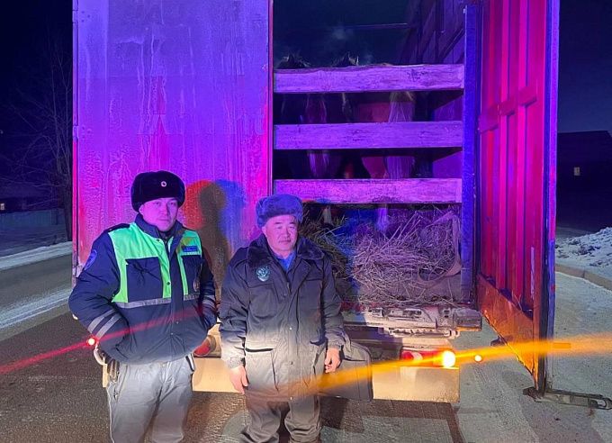 В Бурятии сорвали планы 40 лошадей незаконно переехать в Казахстан